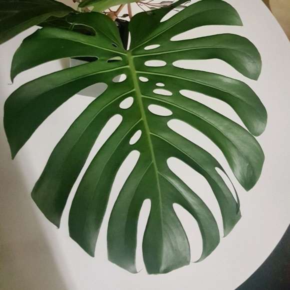 Meet your Posher, Angela - Picture 3 of 8